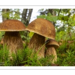 cèpe de Bordeaux (boletus edulis)