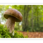 cèpe de Bordeaux (boletus edulis)