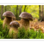 cèpe de Bordeaux (boletus edulis)