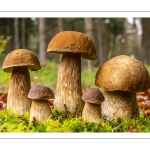 cèpe de Bordeaux (boletus edulis)