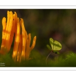 Ramaria aurea, la Clavaire dorée