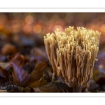 Ramaria stricta (Clavaire dressée)