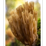 Ramaria stricta (Clavaire dressée)