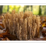 Ramaria stricta (Clavaire dressée)