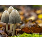 Coprinopsis atramentaria, le Coprin noir d'encre