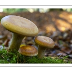 Paxillus involutus (Paxille enroulé)