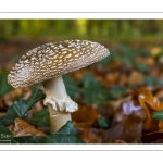 amanite panthère (Amanita pantherina)