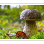 cèpe de Bordeaux (boletus edulis)