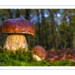 cèpe de Bordeaux (boletus edulis)