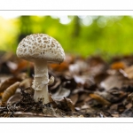 Amanite citrine (amanita citrina)