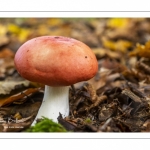 Russule du Hêtre (russula fageticola)