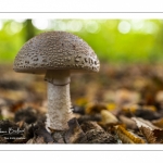 Amanite rougissante, amanita rubescens