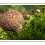 Vesse de loup perlée (lycoperdon perlatum)