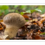 Vesse de loup perlée (lycoperdon perlatum)