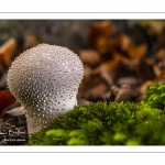 Vesse de loup perlée (lycoperdon perlatum)