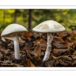 Amanite citrine (amanita citrina)