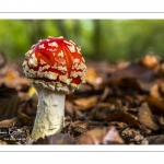 Amanite tue-mouches (Amanita muscaria)