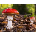 Amanite tue-mouches (Amanita muscaria)