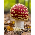 Amanite tue-mouches (Amanita muscaria)