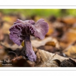 Laccaire améthyste (Laccaria amethystina)