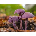 Laccaire améthyste (Laccaria amethystina)