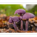 Laccaire améthyste (Laccaria amethystina)