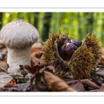 Vesse de loup perlée (lycoperdon perlatum)