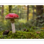 Amanite tue-mouches (Amanita muscaria)