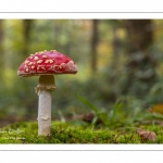 Amanite tue-mouches (Amanita muscaria)