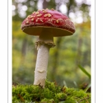 Amanite tue-mouches (Amanita muscaria)