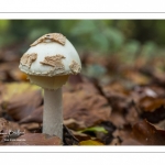 Amanite citrine (amanita citrina)