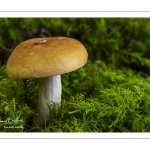 Russule ocre et blanche (russula ochroleuca)