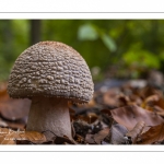 Amanite rougissante, amanita rubescens