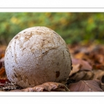 "Oeuf du diable" dont émerge le satyre puant (phallus impudicus)