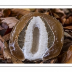 Coupe d'un "Oeuf du diable" dont émerge le satyre puant (phallus impudicus)