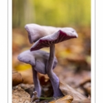 Laccaire améthyste (Laccaria amethystina)