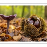 Laccaire améthyste (Laccaria amethystina)