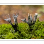 Xylaire du bois (Xylaria hypoxylon)