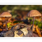 Marasme à odeur d'ail (Marasmius alliaceus , Mycetinis alliaceus)