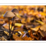 Marasme à odeur d'ail (Marasmius alliaceus , Mycetinis alliaceus)