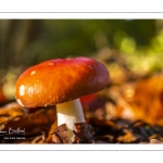 Russule du Hêtre (russula fageticola)