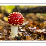 Amanite tue-mouches (Amanita muscaria)