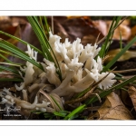 Clavaire élégante (ramaria formosa)