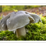 Tricholome à odeur de savon (Tricholoma saponaceum)