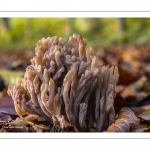 Clavaire élégante (ramaria formosa)