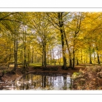 La mare du faux soleil en forêt de Crécy à l'automne