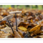 Marasme à odeur d'ail (Marasmius alliaceus , Mycetinis alliaceus)