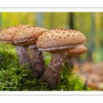 Armillaire d'Ostoya (Armillaire obscure, Armillaria ostoyae, Armillaria obscura)