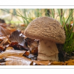 Amanite rougissante, amanita rubescens