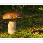 cèpe de Bordeaux (Boletus edulis)